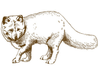 Obraz premium grawerowanie rysunku lisa polarnego