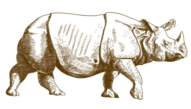 engraving drawing illustration of rhino