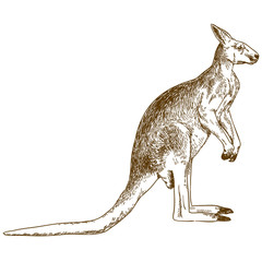 engraving drawing illustration of big kangaroo - 214153608