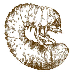 engraving drawing illustration of may beetle larve