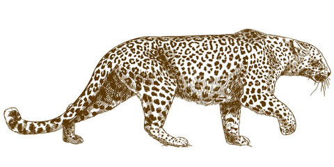 engraving drawing illustration of leopard parakeet