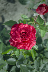 rose blooming red flowers