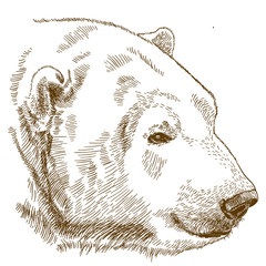 engraving drawing illustration of polar bear head