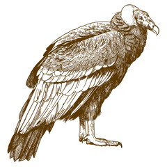 engraving drawing illustration of condor