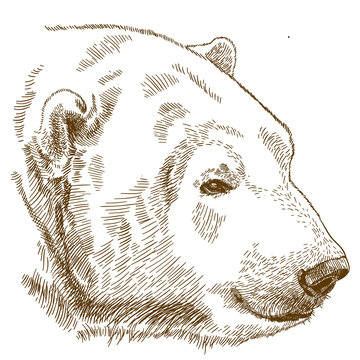 engraving drawing illustration of polar bear head