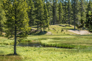 Meadow - Yellowstone National Park