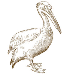 engraving illustration of great white pelican