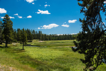 Fototapeta na wymiar Meadow - Yellowstone National Park