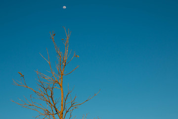 Sao Paulo, Cunha, Brazil, Lavender, flower, launderette, Rio de Janeiro, Angra dos Reis, cloud, nature,