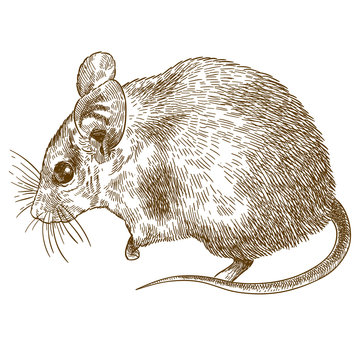engraving drawing illustration of spiny mouse