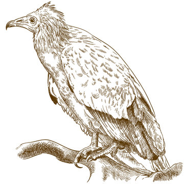 engraving illustration of egyptian vulture
