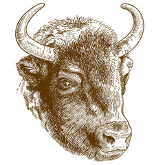 engraving illustration of bison head © Andrii_Oliinyk