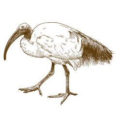engraving  illustration of African sacred ibis