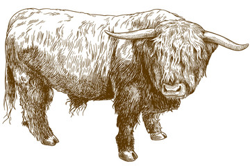 engraving  illustration of highland cattle - 214154436