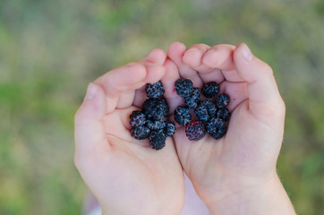 Close-up of Cumberland Black raspberries in child hands