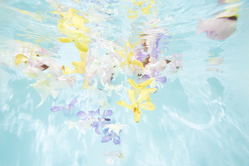 水中の花