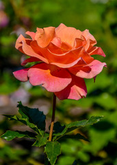 Rose flowers in the Park of Pavlovsk