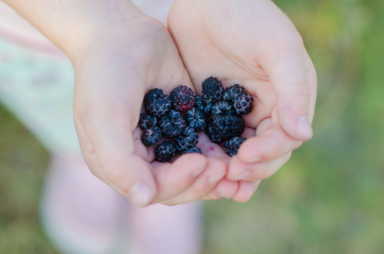 Close-up of Cumberland Black raspberries in child hands