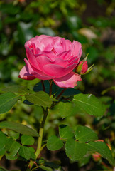 Rose flowers in the Park of Pavlovsk