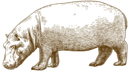 engraving illustration of hippo
