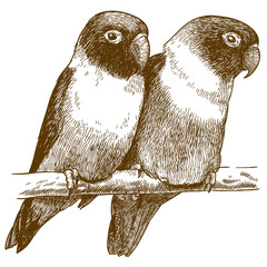 Fototapeta premium engraving illustration of yellow-collared lovebird