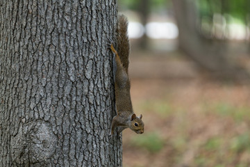 Squirrel Climbing a Tree