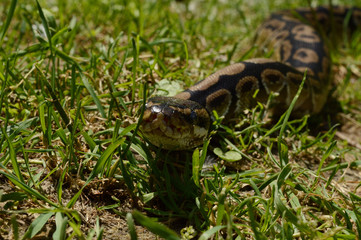 Ball Python Closeup