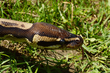 Ball Python Closeup
