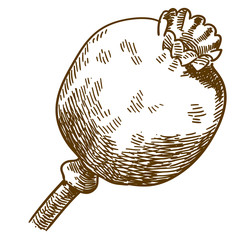 engraving illustration of poppy pod