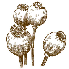 engraving illustration of four poppy pod