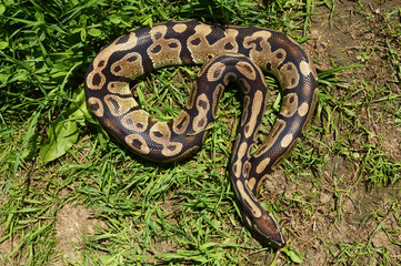Ball Python Closeup