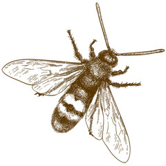 engraving illustration of hornet or vespa - obrazy, fototapety, plakaty