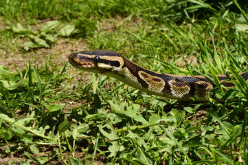 Ball Python Closeup