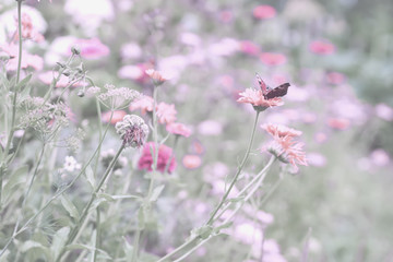 Gentle natural floral background in pastel pink purple colors with soft focus. Beautiful summer meadow with flowers, grass and flying butterfly
