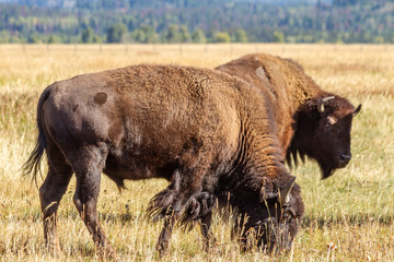 Two Adult Bison Grazing in a Meadow, Grand Teton National Park, Wyoming 