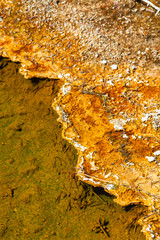 Gold and Orange Thermophiles at the Edge of a Geothermal Pool, Yellowstone 