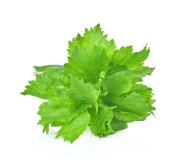 celery isolated on white background