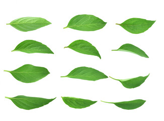 Top view of Basil leaves isolated on white background.