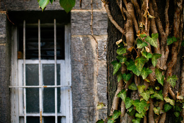 Thick vines growing around a window in NYC