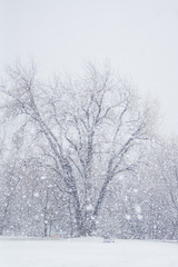 Fototapeta na wymiar Winter scenery from Colorado