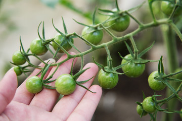 Green cherry tomatoes on a branch, growing harvest concept