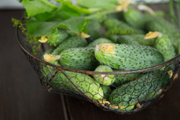 Green house harvest of cucumbers in a wire basket on a dark wooden background