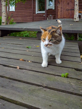 Cute and cuddly caliby cat on a wooden porch. Caliby is a tri-color calico coloration combined with a tabby patterning. Natural light, Selective focus.