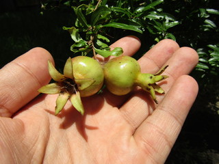 unripe pomegranates are on their way to be ready for picking. 