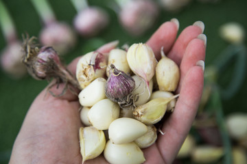 New harvest of garlic in hands