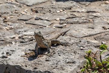A Watchful Iguana in Tulum Maya Ruins, Tulum, Yucatan, Mexico