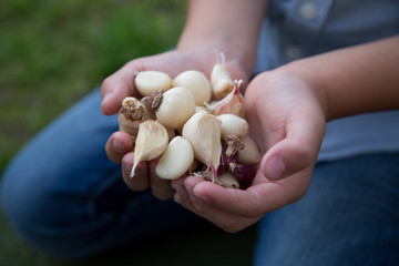 New harvest of garlic in hands