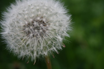 Pusteblume