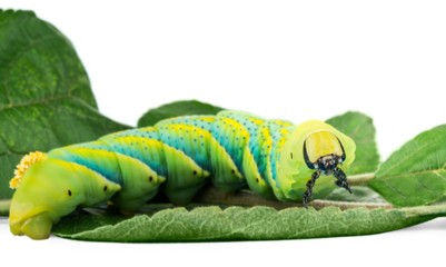 Caterpillar on a Branch