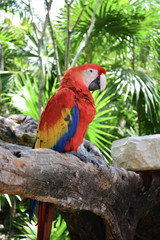 Parrot by his Lonesome